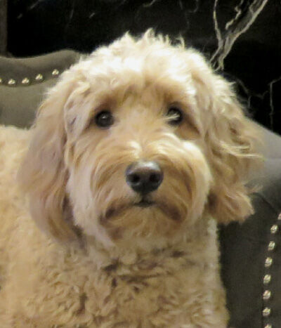 Hotels are going to the dogs to win customers