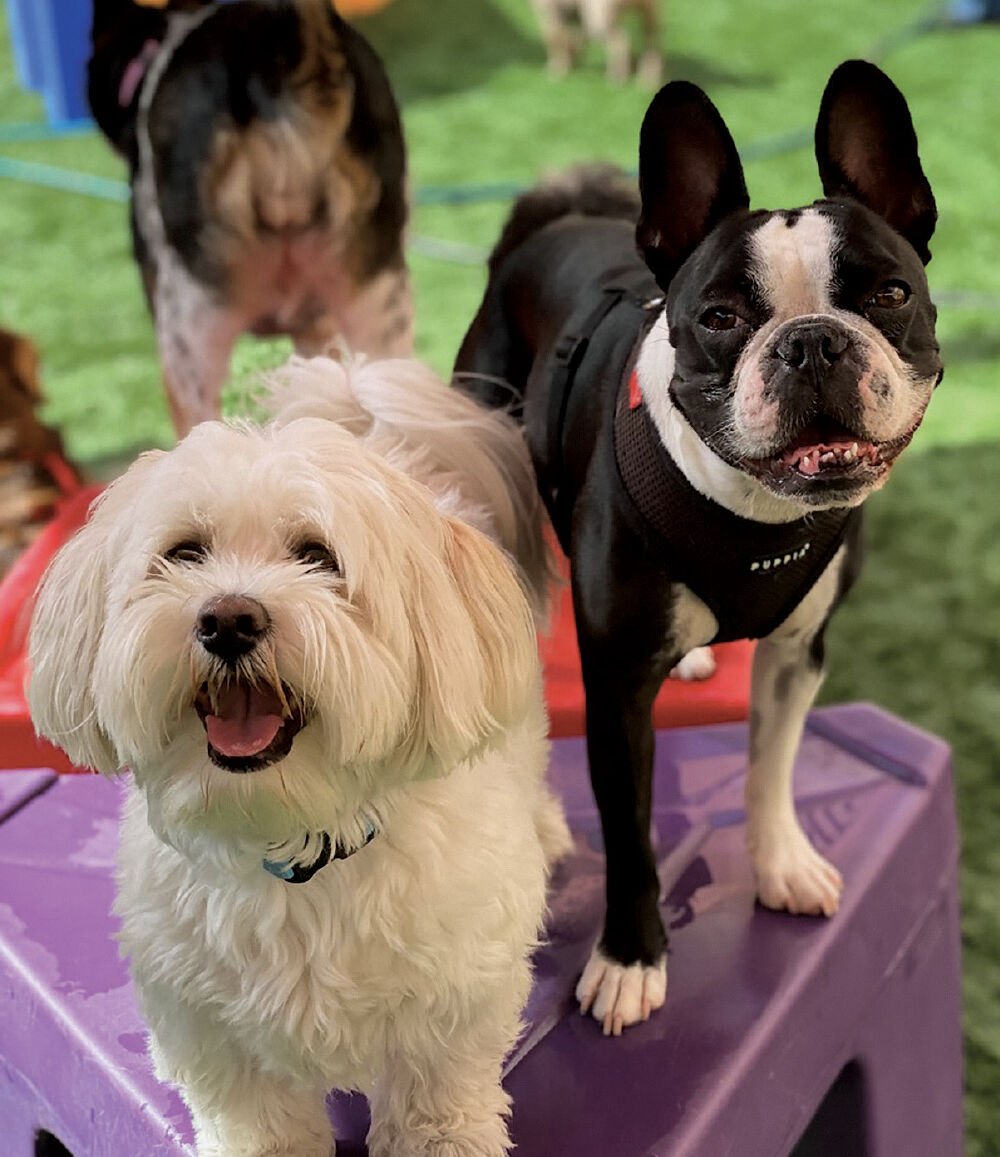 Dogtopia Doubles Sales as It Emphasizes Dog Daycare Advantages