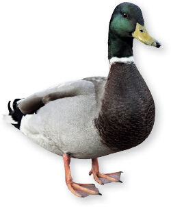 Brushing up on crucial vocabulary