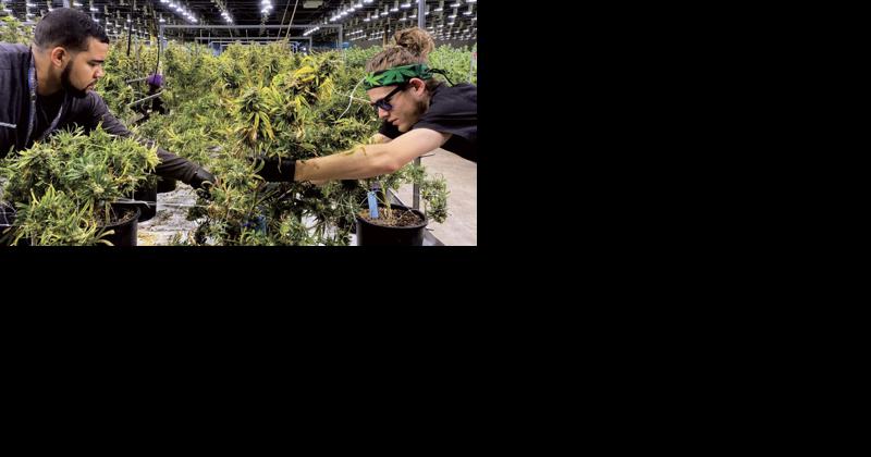 While Complexities Remain, Legalization Progress Equals Optimism for Cannabis Franchises - Vimarsana News