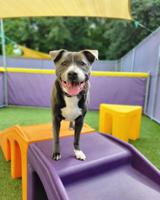 Central Bark Redefines the Narrative About Owning a Dog Day Care Franchise