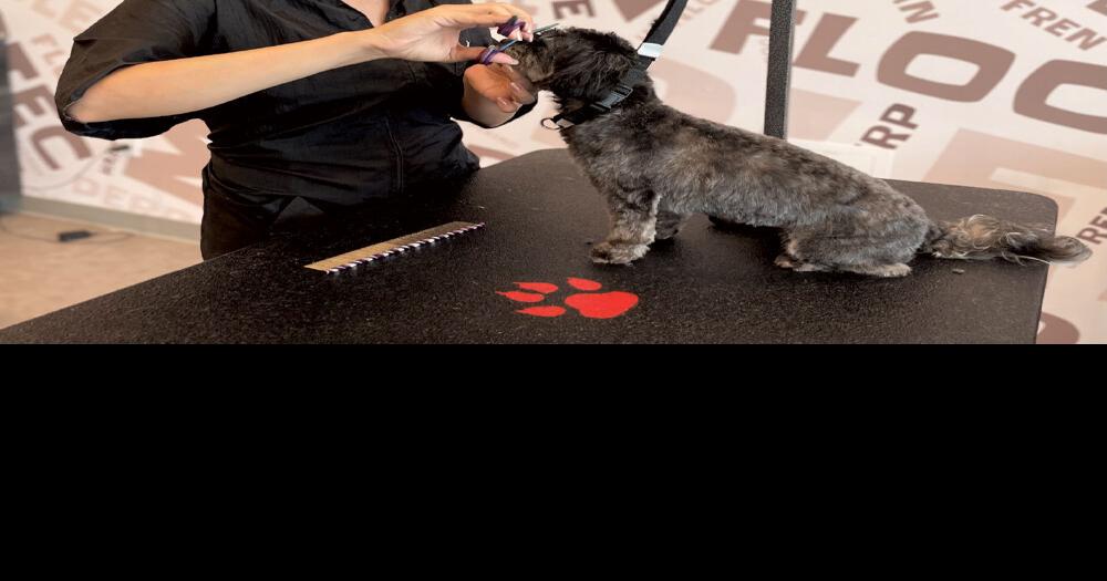 Salty Dawg Pet Salon Gets Dogs Ready for Red Carpet Franchise News