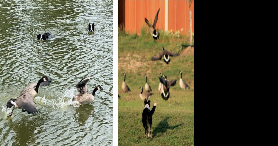 Where Are They Now? Geese Chasers To Resume Growth this September