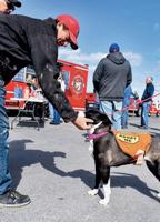 Rescue Dog Uses Food Truck Franchise to Support Pet Shelters
