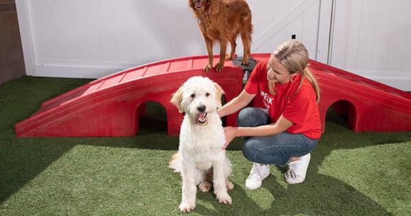 Camp Bow Wow Brings Down Costs for Future Expansion