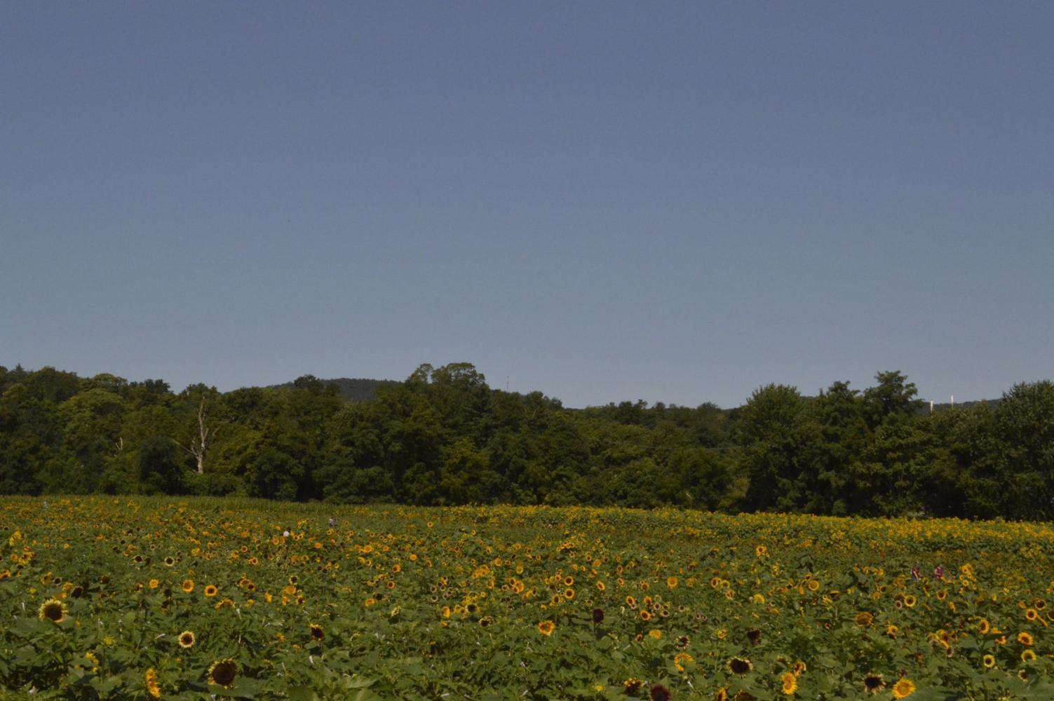 Summers Farm hosts Sunflower Festival, Fall Festival to come | Economy ...