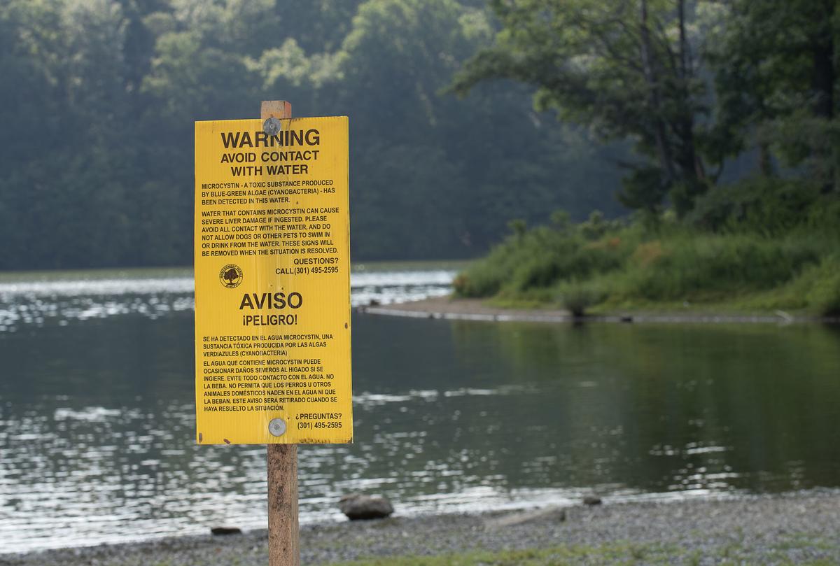Toxic Algae Linked To Dog Deaths Nationally Found In