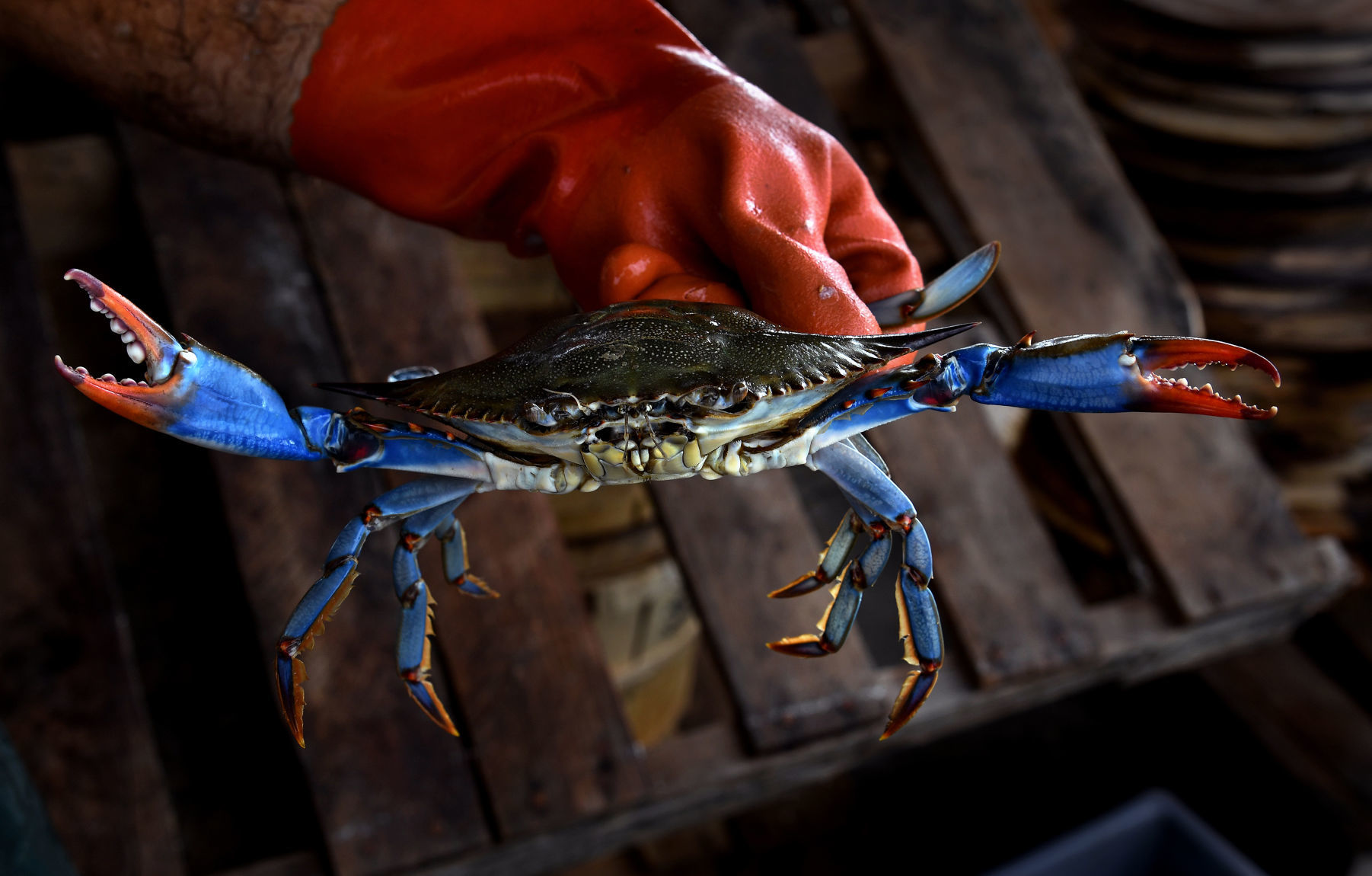 world record blue crab