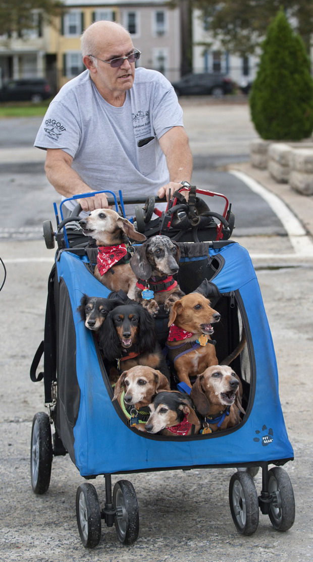 dachshund stroller