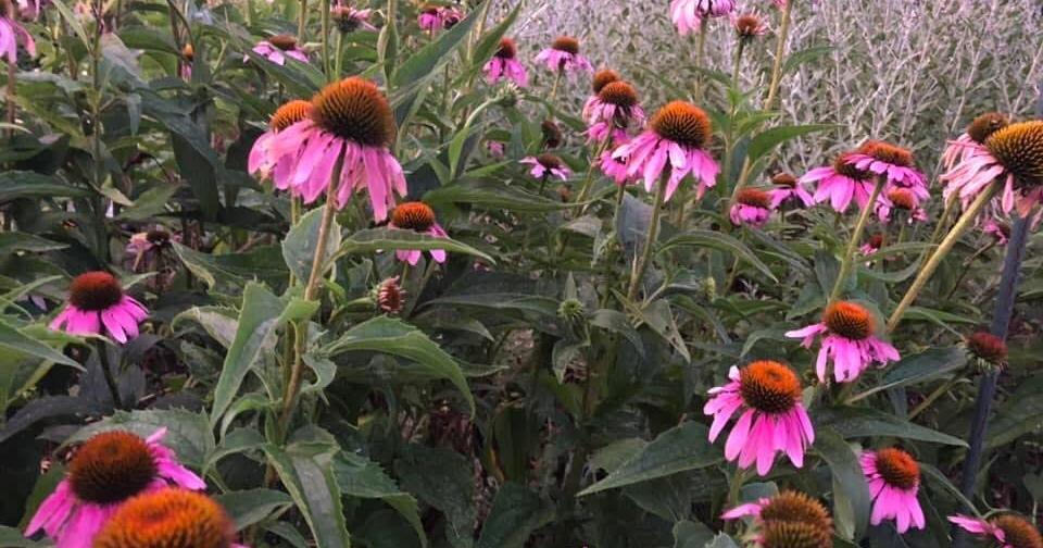 Wild Ones to host third annual Native Plant Garden Tour in Frederick