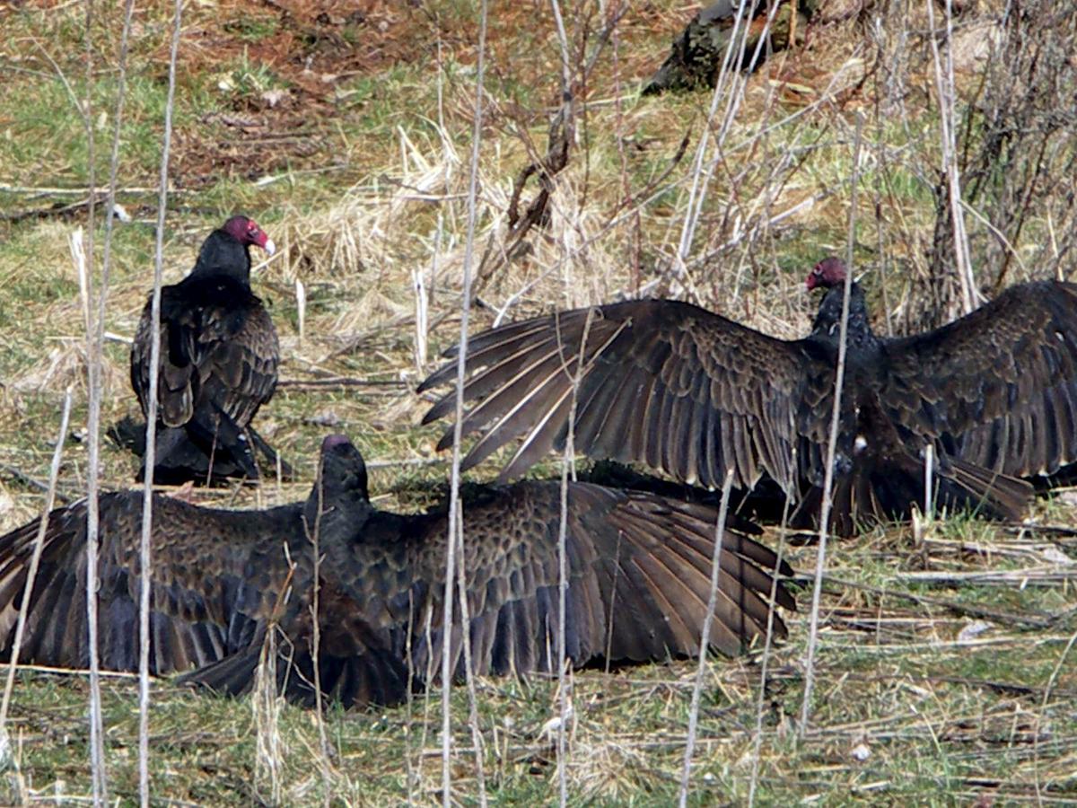 Nature Notes The Buzzards Of Hinckley Ohio Travel And Outdoors Fredericknewspost Com