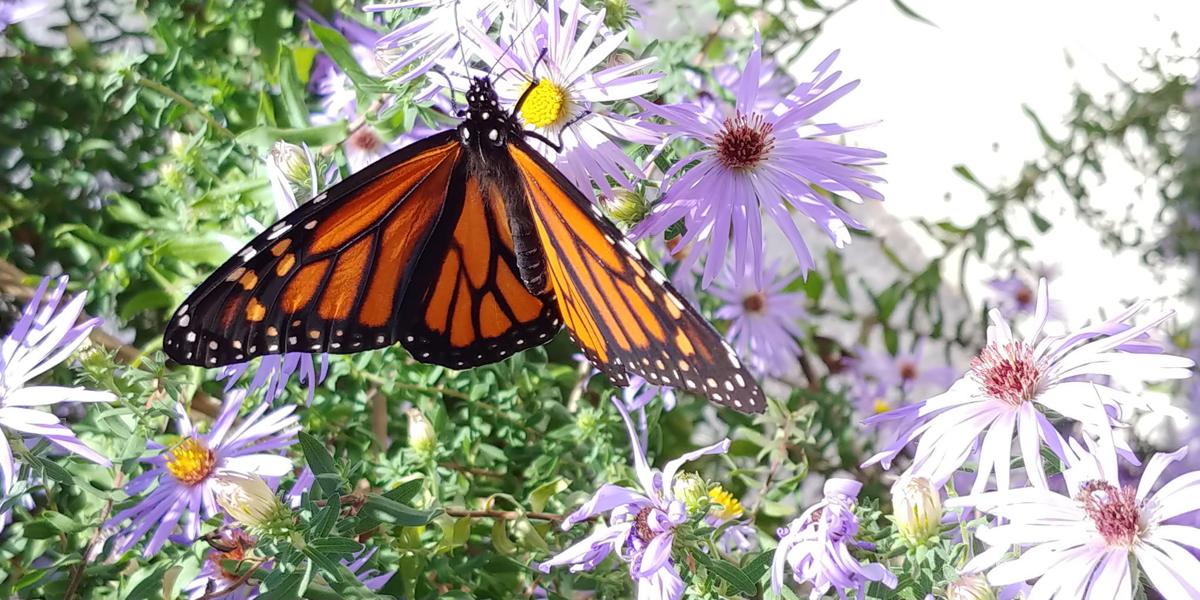 Where did all the flowers, er, insects go? | Home And Garden Where did all the flowers, er, insects go? | Home And Garden