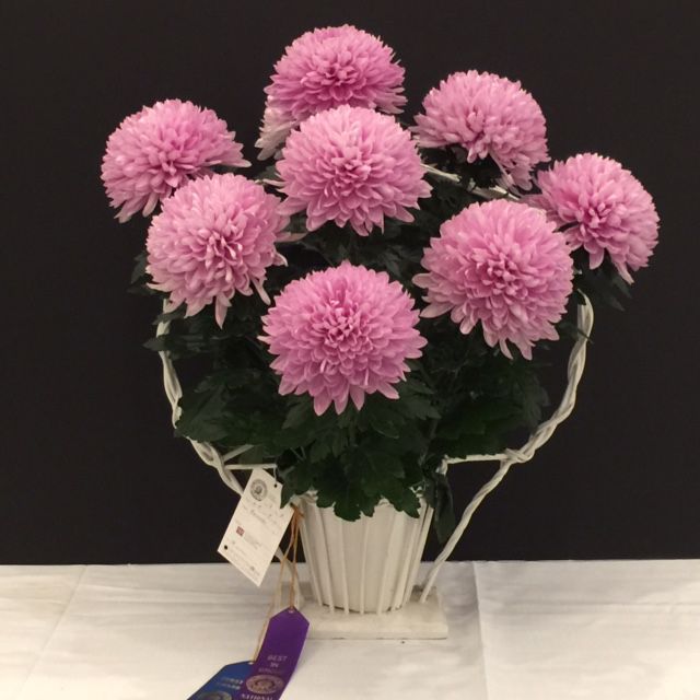 Wegmans Flowers Frederick Md Best Flower Site