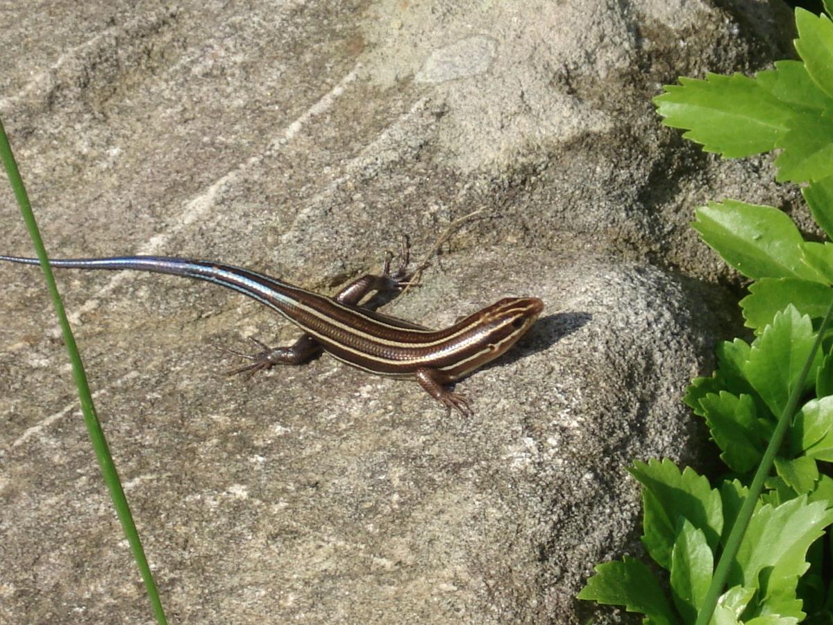 Christmas Island Forest Skink 2021