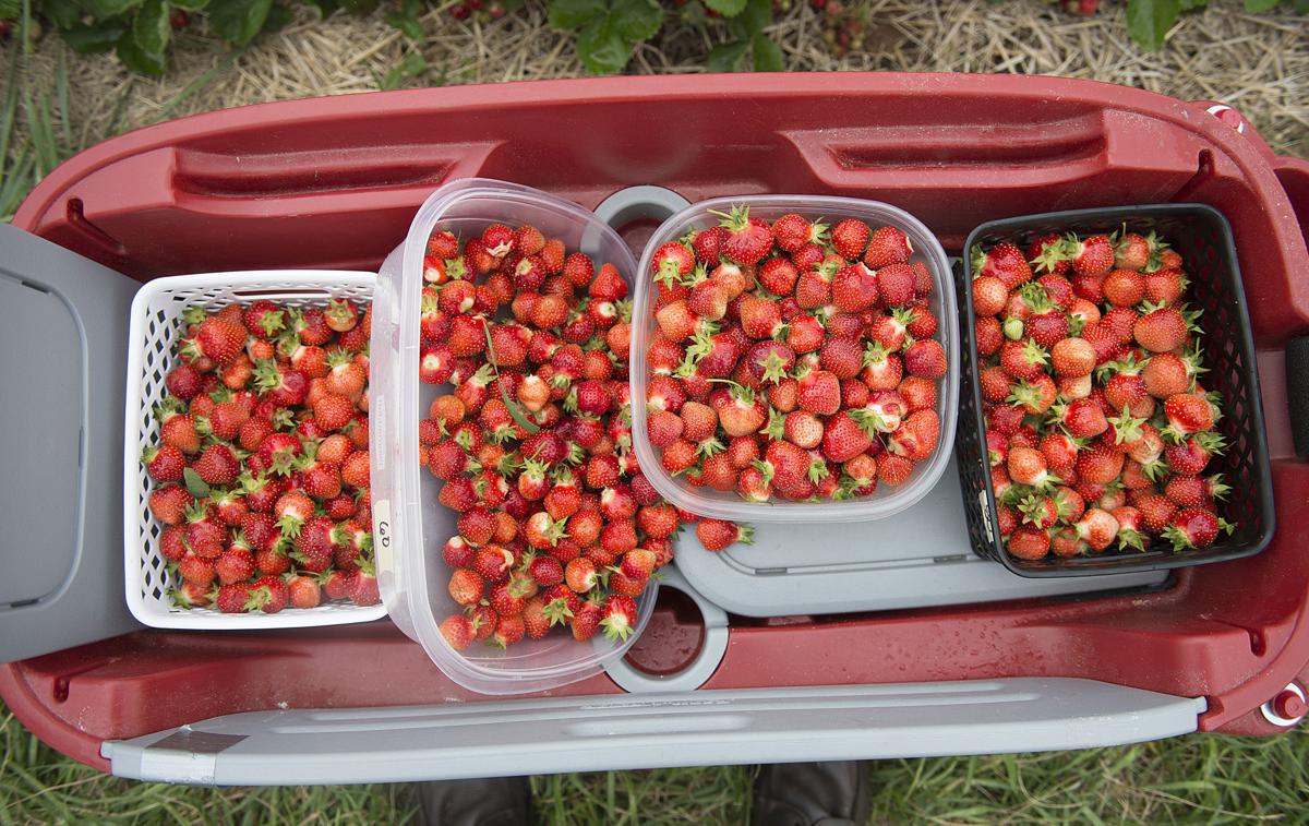 Strawberry season Frederick County farms let families pick their own
