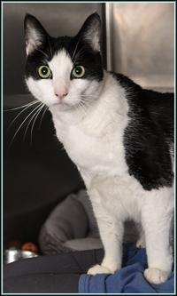 Pets And Animals Fredericknewspost Com