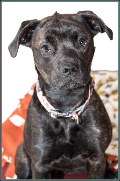 Wiggle Pets And Animals Fredericknewspost Com