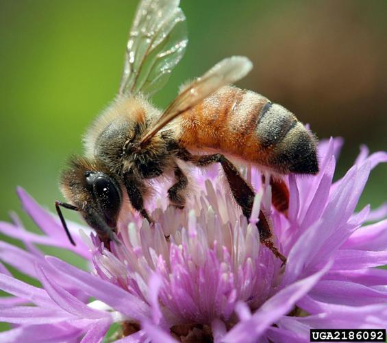 3-honeybee 256dpi.jpg