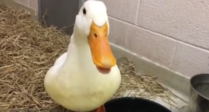 public works department rescues trapped duck at baker park frederick county public works