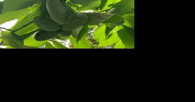 Have gardening questions? Master Gardeners are here to help. - Vimarsana News
