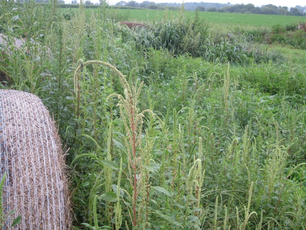 A Clean Start Farmers Eye Weed Control Options Before Planting