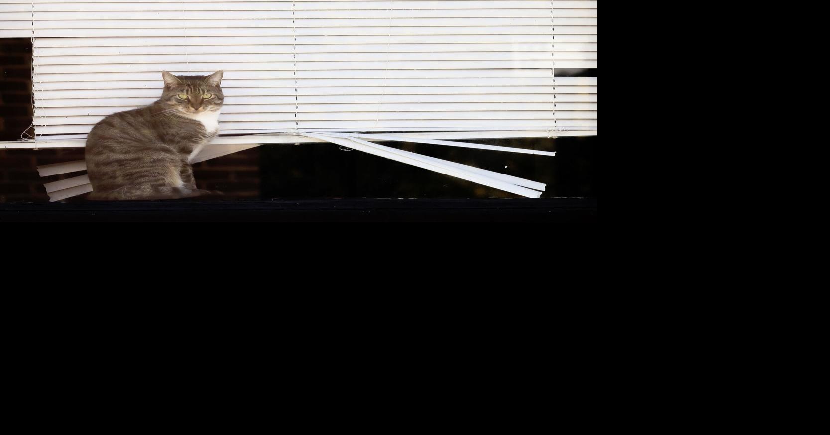 Peeking outside
