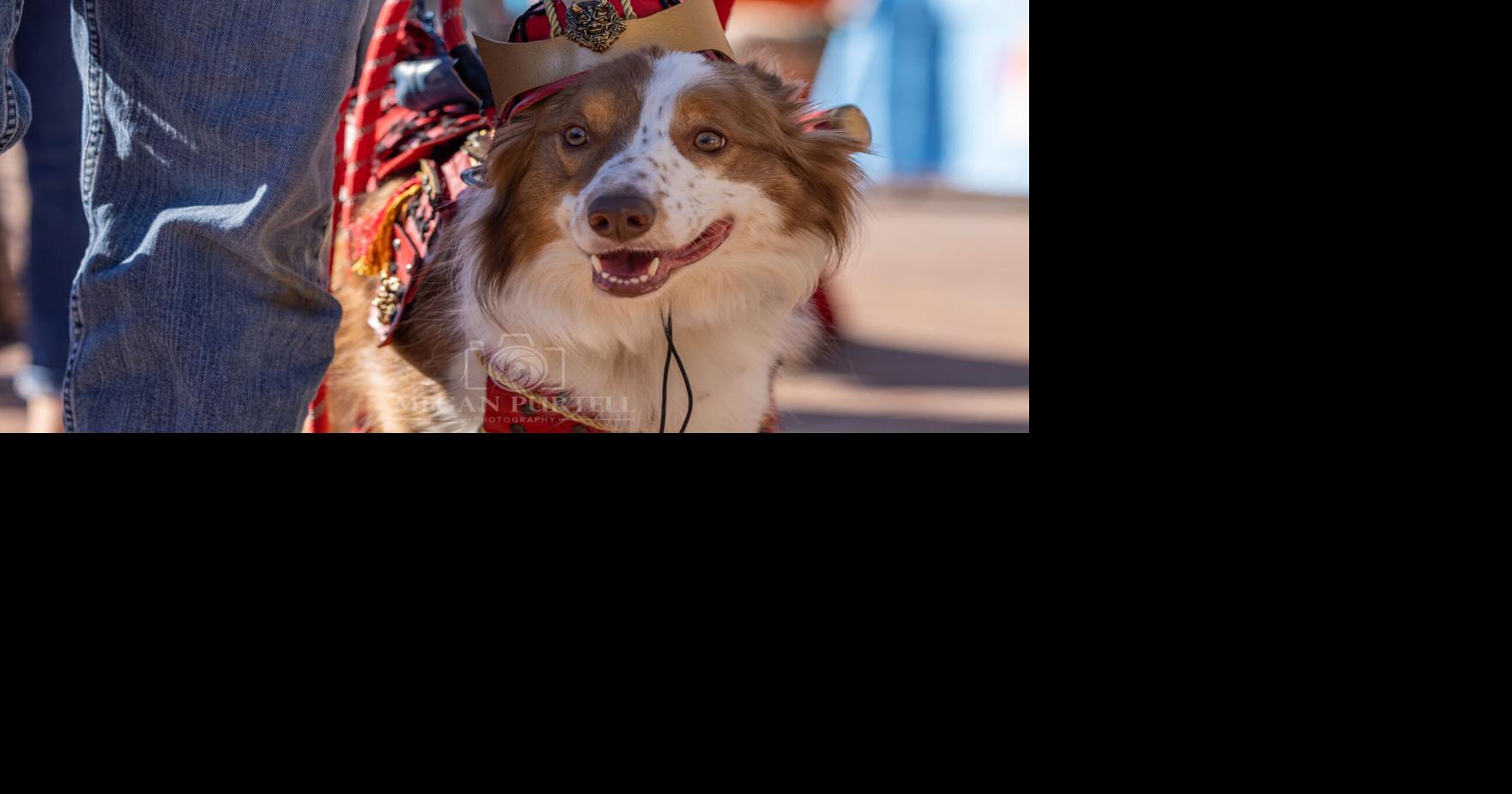 Border Collie Dog Veterinarian Costume For Halloween Or Carnival