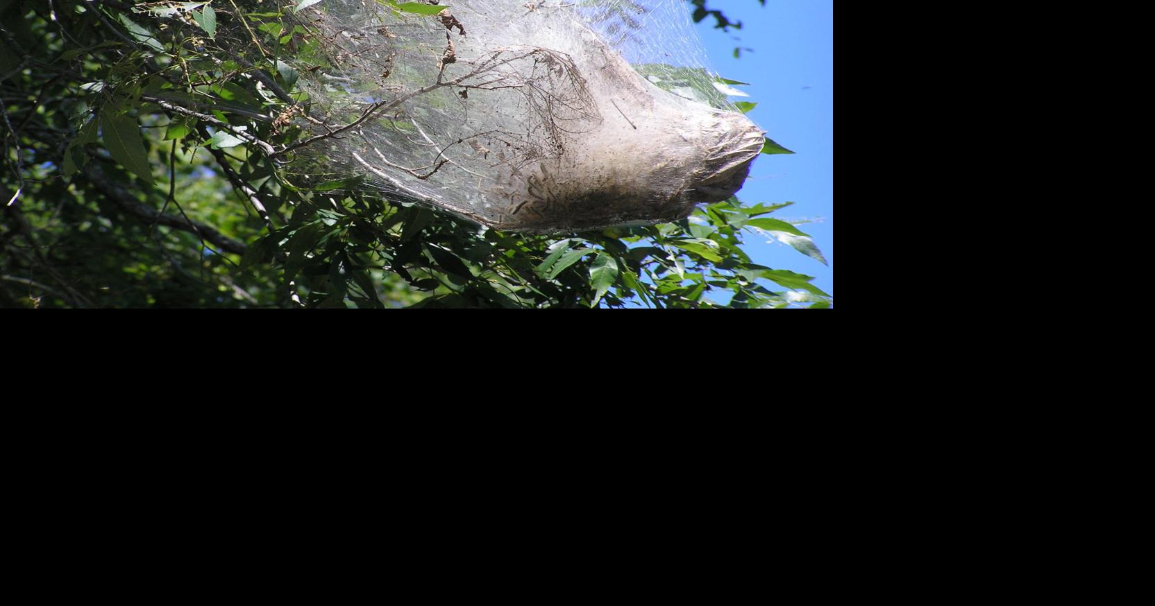Nature Notes: Fall webworms | Travel And Outdoors | fredericknewspost.com