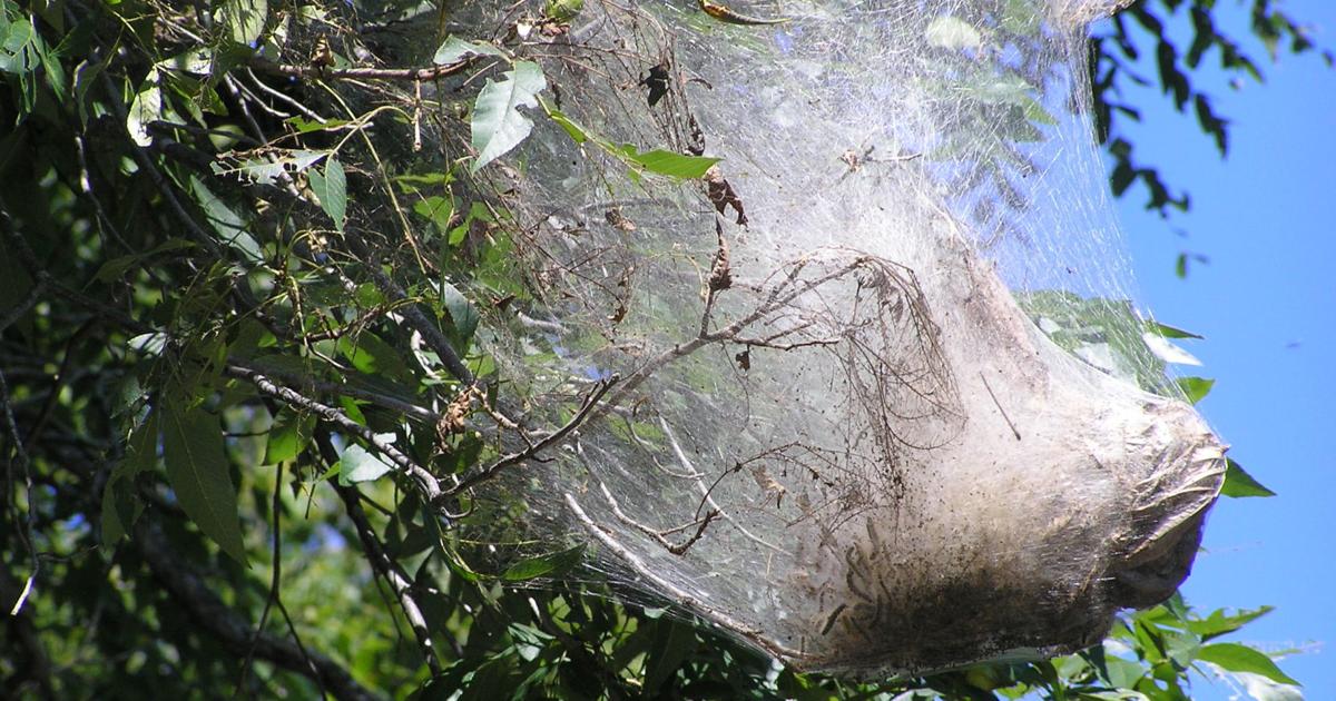 Nature Notes: Fall webworms | Travel And Outdoors | fredericknewspost.com