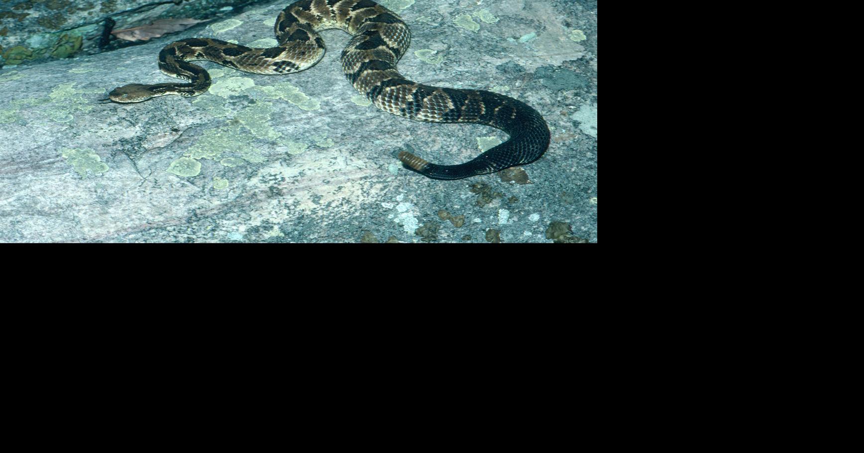 A local guide to timber rattlesnakes going into the spring ...