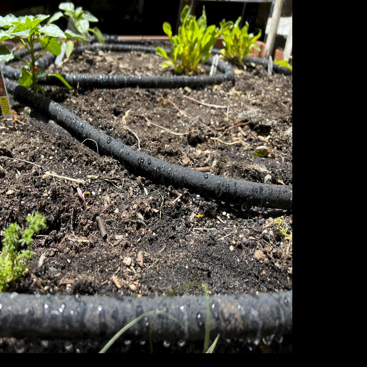 How you water the garden can save you money, gallons and your plants, too |  Home And Garden | fredericknewspost.com