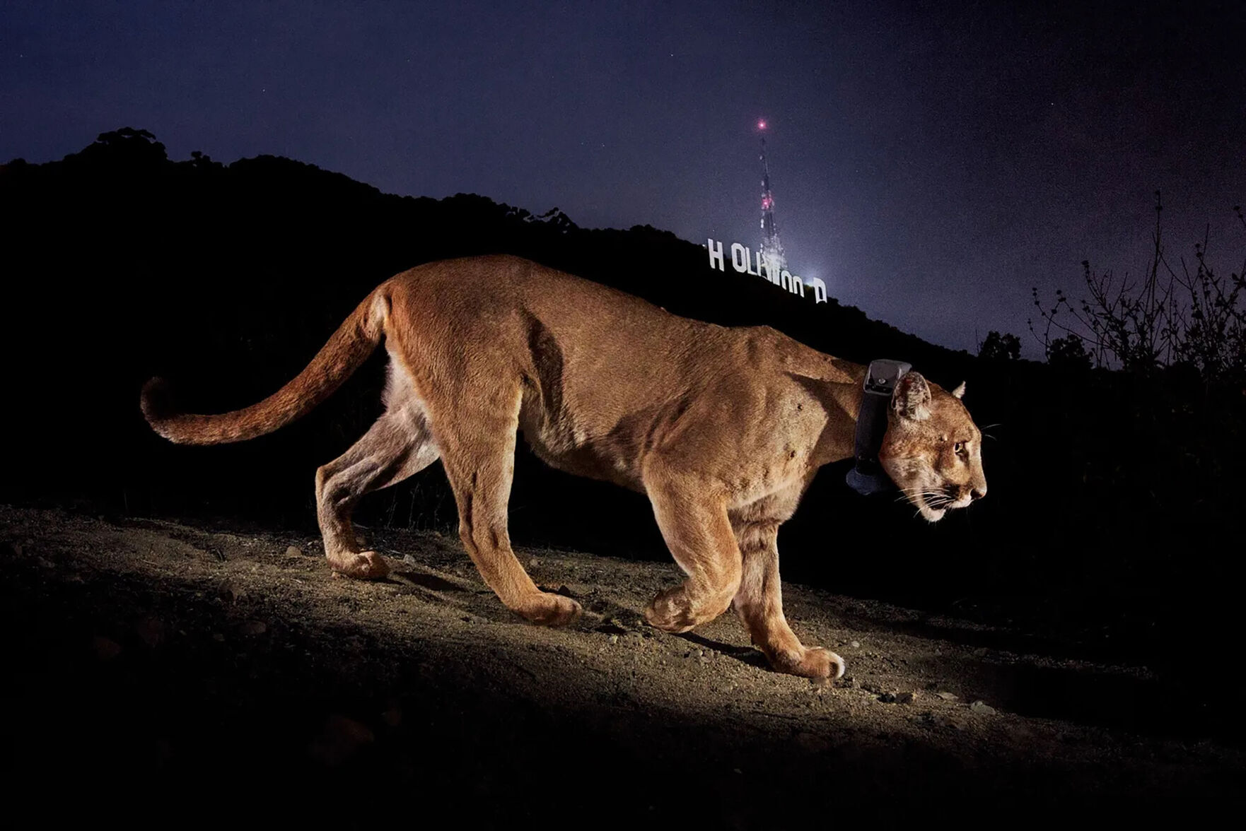 Proposed Bay Area wildlife crossing is latest effort to save