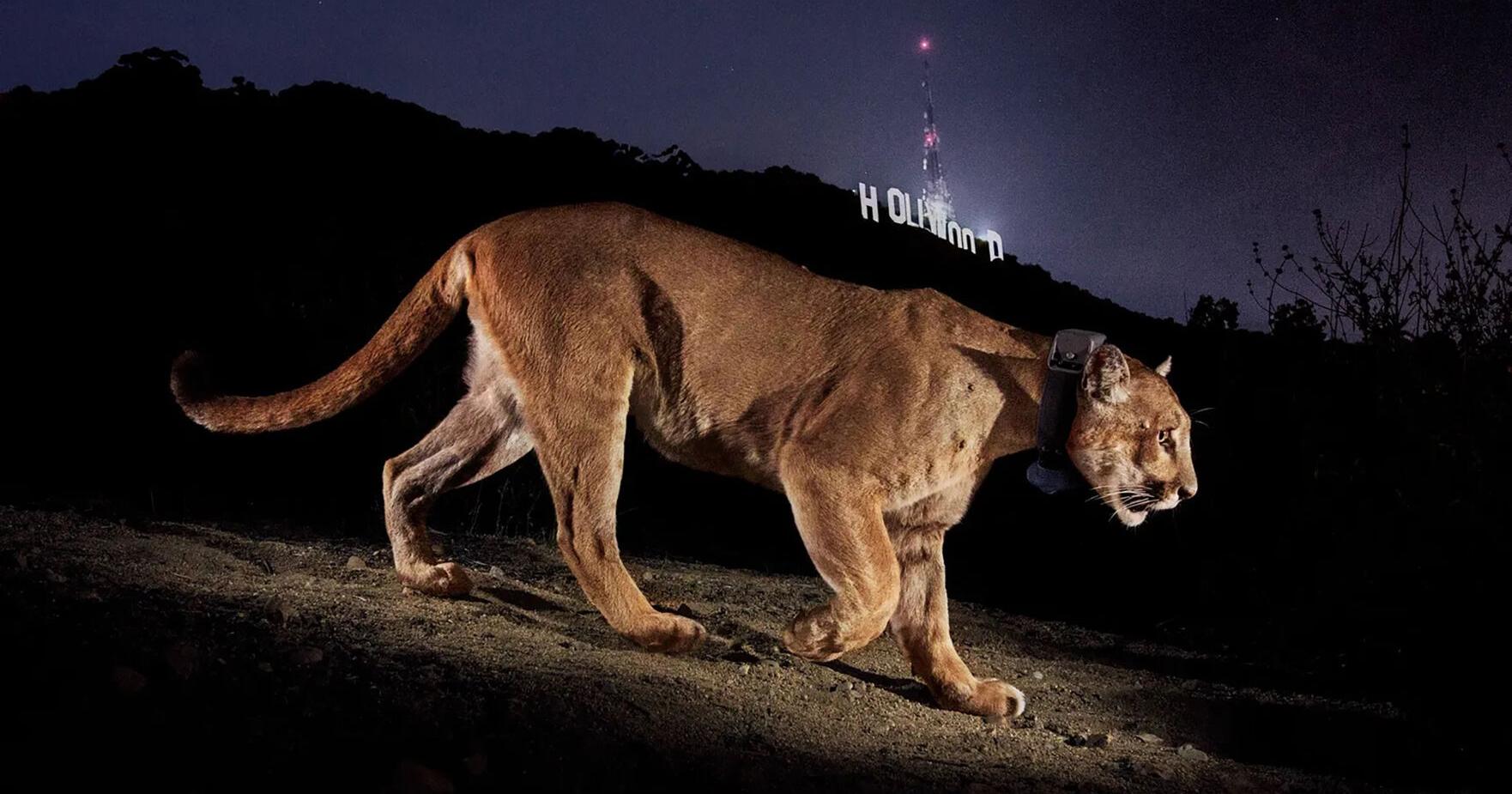 Proposed Bay Area wildlife crossing is latest effort to save California pumas, other animals - Vimarsana News