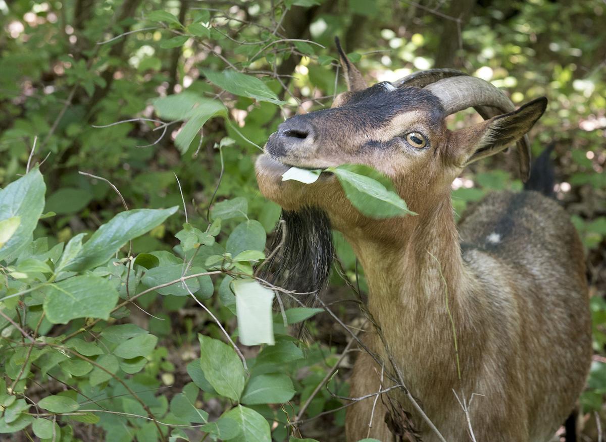 Chew on this Goats just one option for getting rid of pesky poisonous