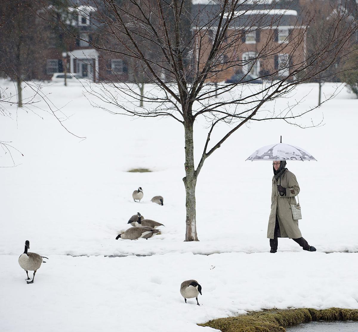 Winter Waterfowl Increase Avian Influenza Risk For Backyard Flocks