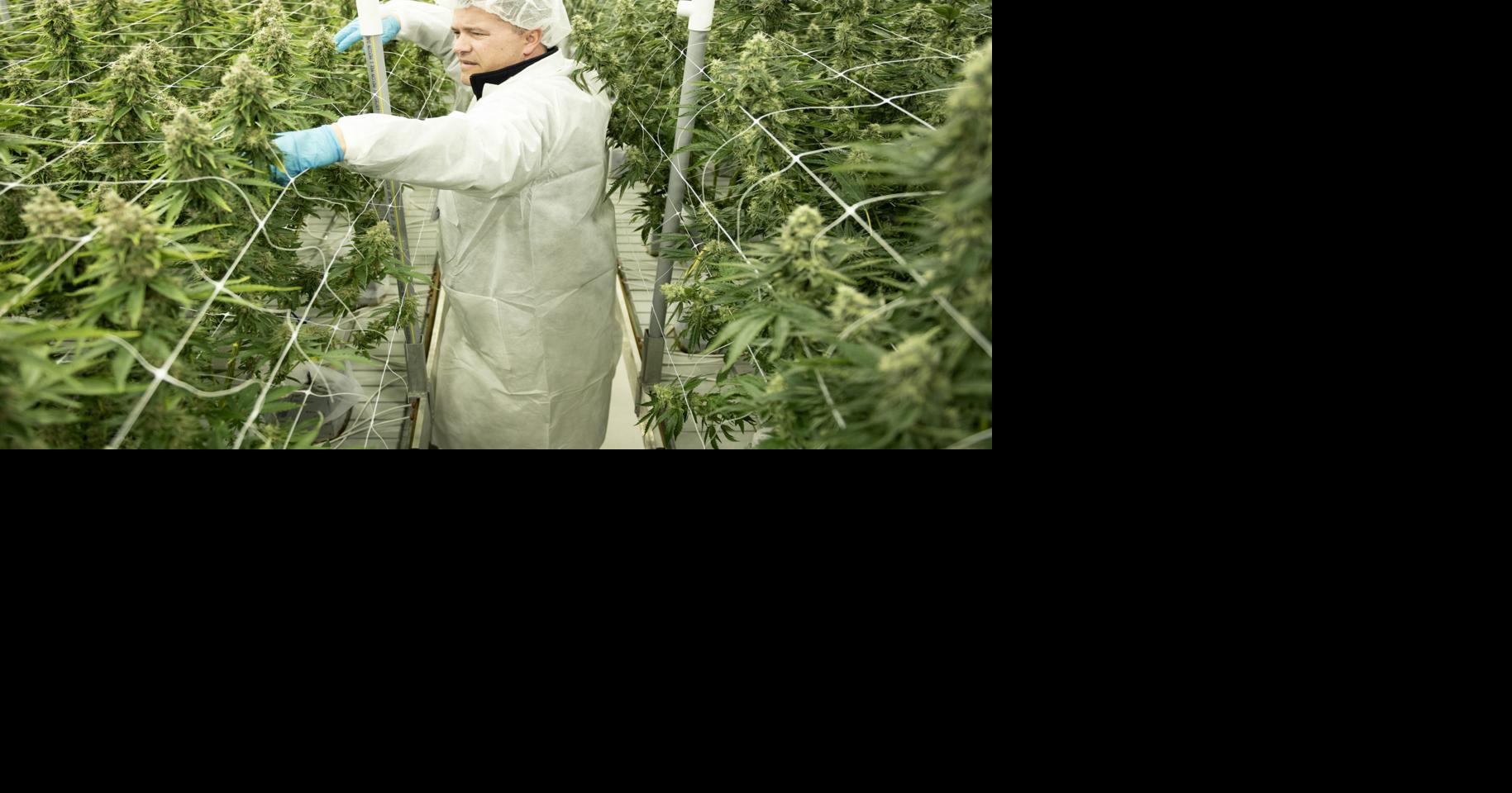 Frederick medical marijuana dispensary expands with eye on more growth