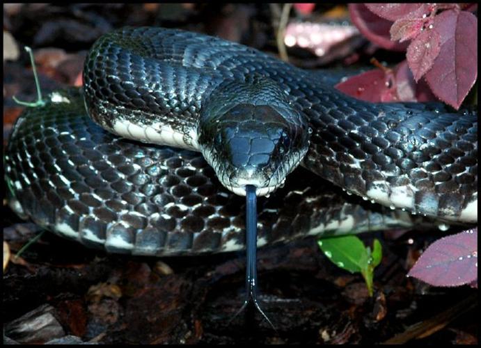 Black Rat Snake  The Maryland Zoo