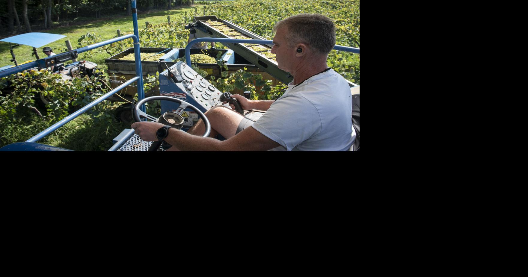 Frederick winemakers 'one shot' per year to harvest grapes is underway ...