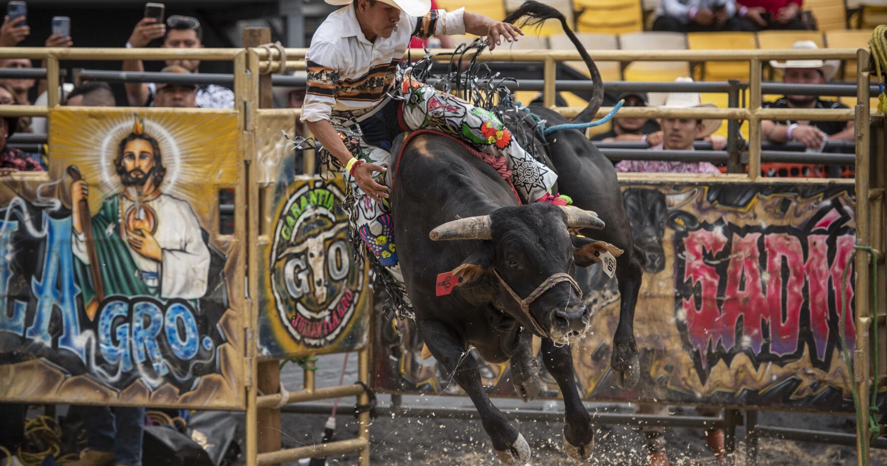 Rodeo brings thrill of bull-riding to fairgrounds - Vimarsana News