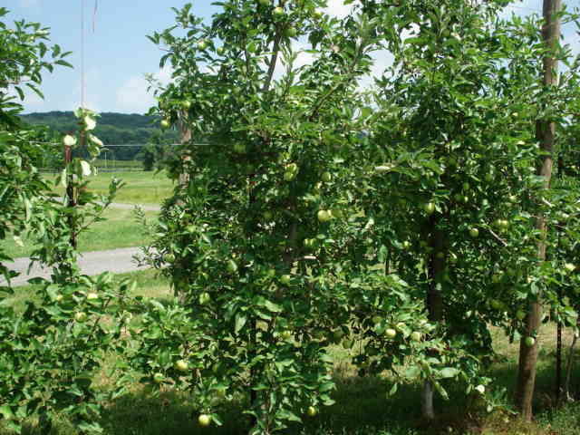 tree it training tree it training