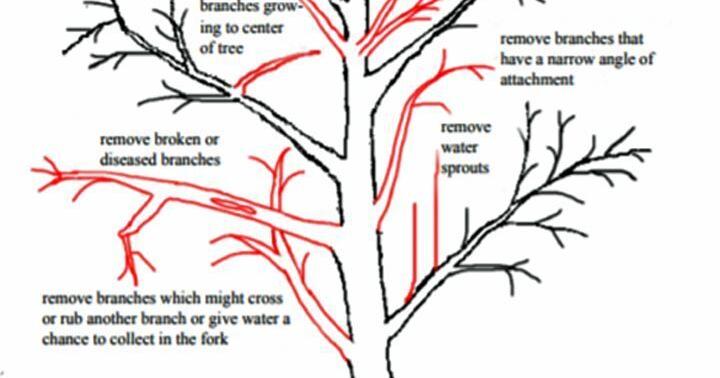 Some dos and don’ts of pruning | Lifestyle | fredericknewspost.com