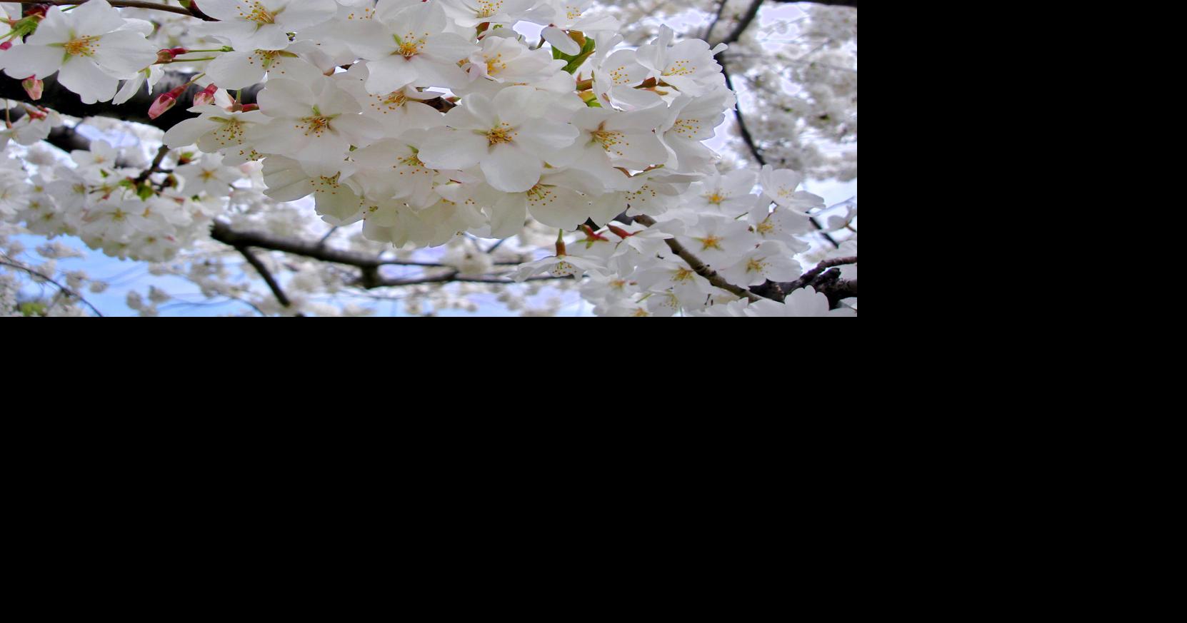 Looking Beyond The Beloved Yoshino Cherry Tree Ap Fredericknewspost Com