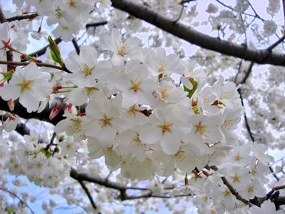 Looking Beyond The Beloved Yoshino Cherry Tree Ap