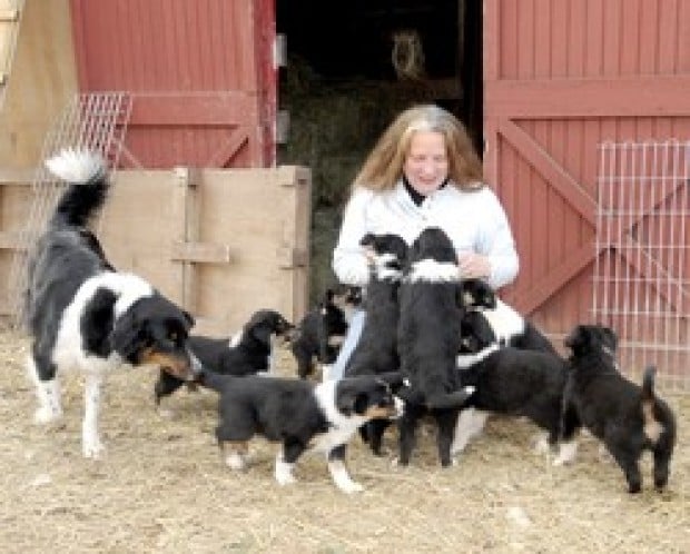 Sycamore spring farm english 2024 shepherds