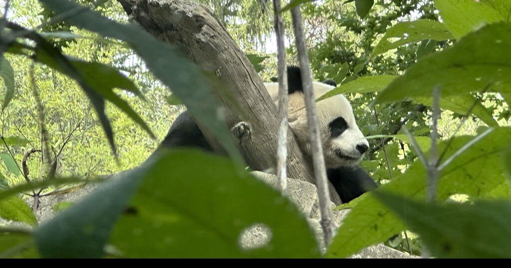 With return of three pandas to China, U.S. could soon have none