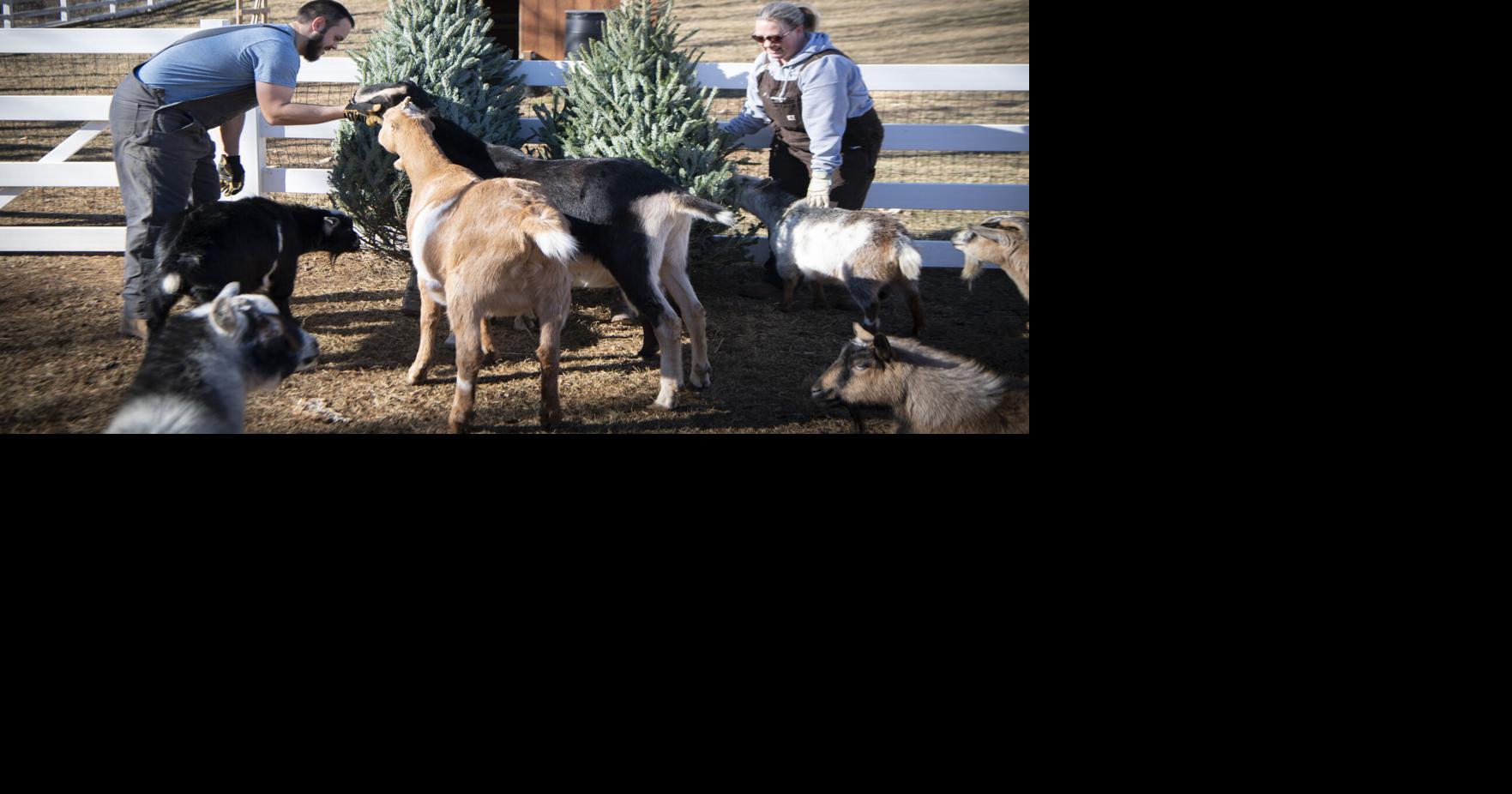 Animal rescue farm near Mount Airy finds new use for old Christmas trees | Agriculture