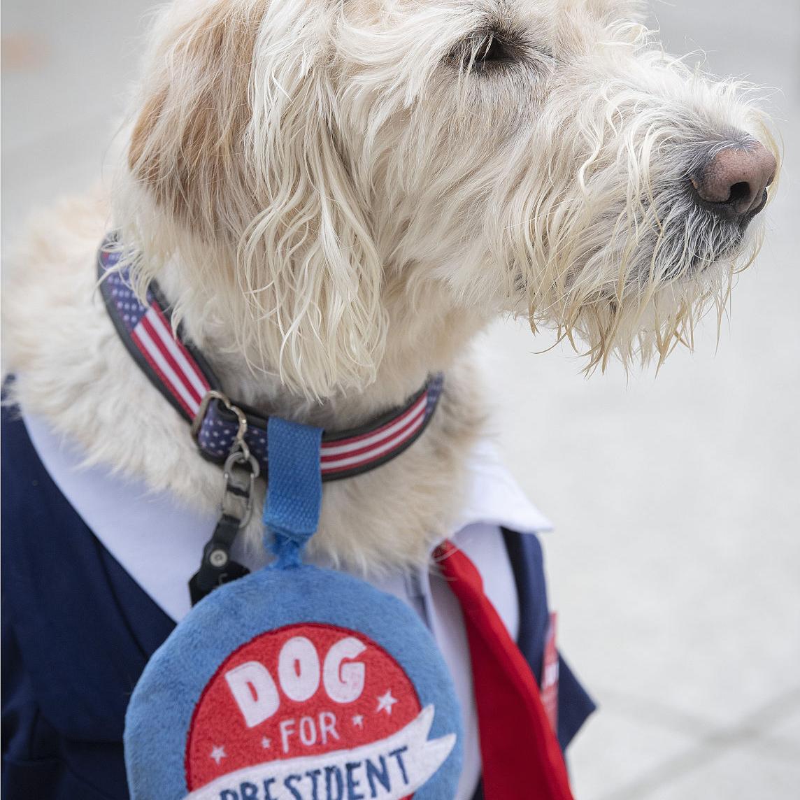 Howl-o-Ween Pet Costume Contest Parade 4th Annual — Fitchburg Dog Park