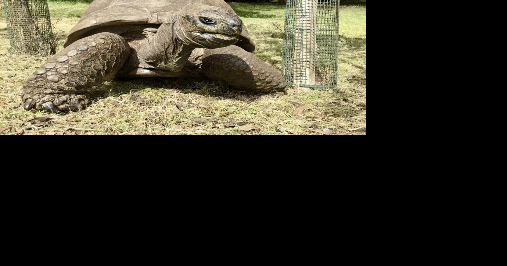 At age 194, Jonathan the tortoise offers clues to longevity, study says Kyle Melnick The Washington Post Oct 14, 2026 10 mins ago