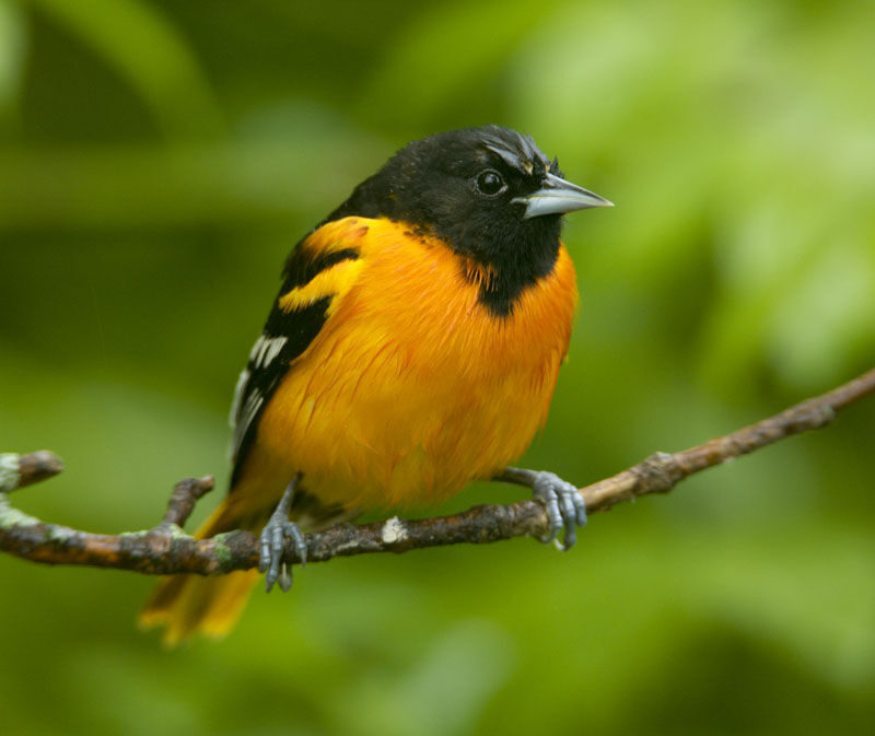  Vintage Oriole bird common in Baltimore Maryland