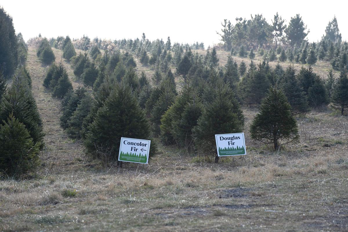 Frederick S Farms Walkersville Farm Keeps Christmas Ever Green With Live Trees Agriculture Fredericknewspost Com